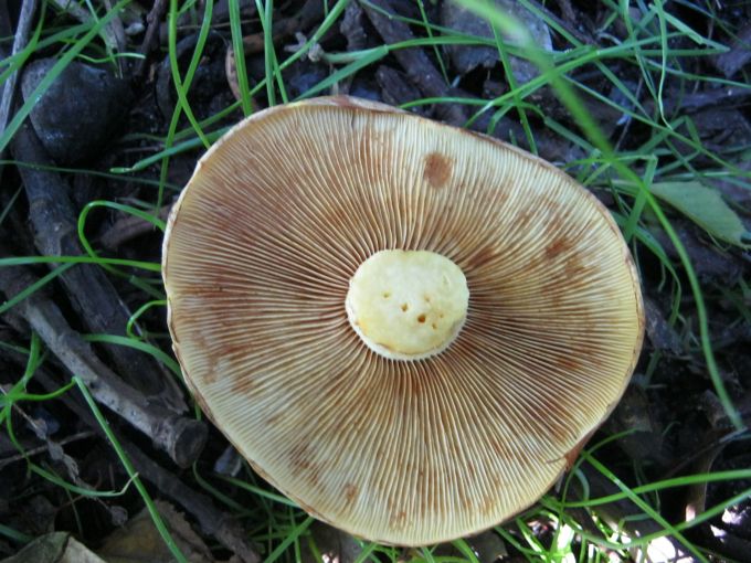 pilz