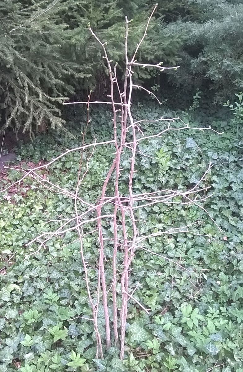 Biloba_01.jpg