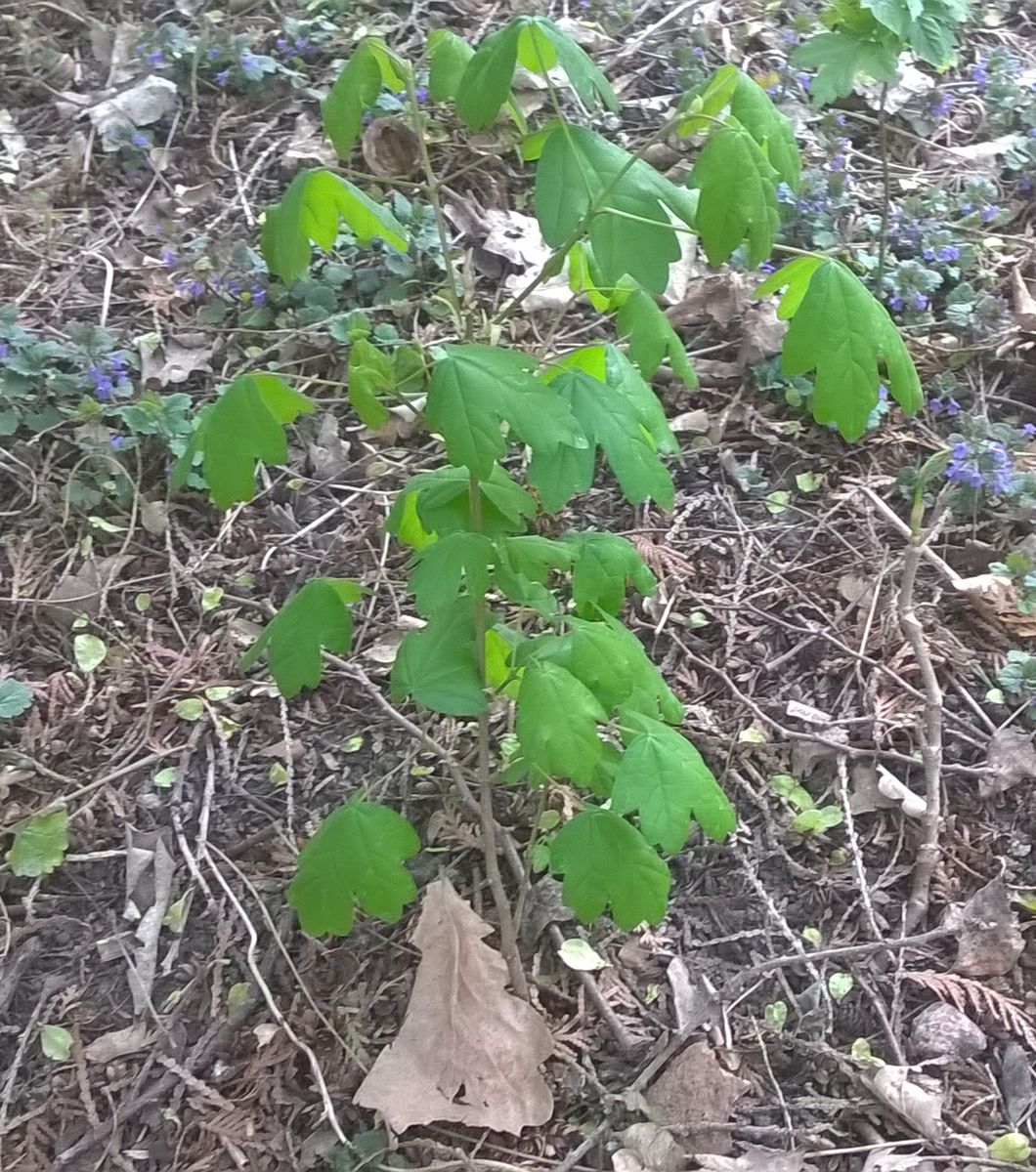Campestre_01.jpg