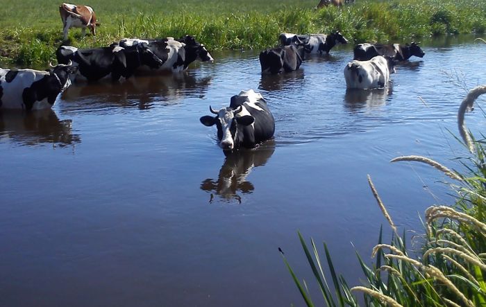 szczęśliwe krowy w rzece Omulew