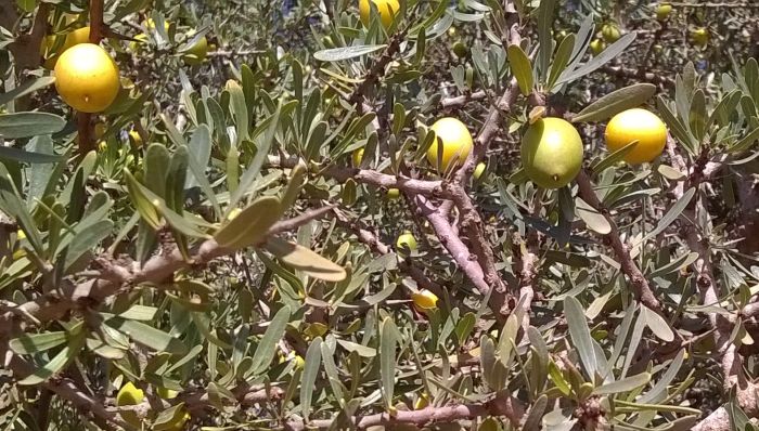 agadir_argania_owoce
