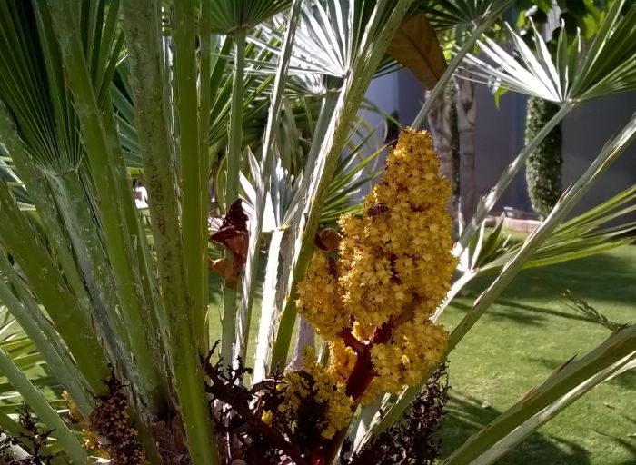 agadir_kwitnaca_palma