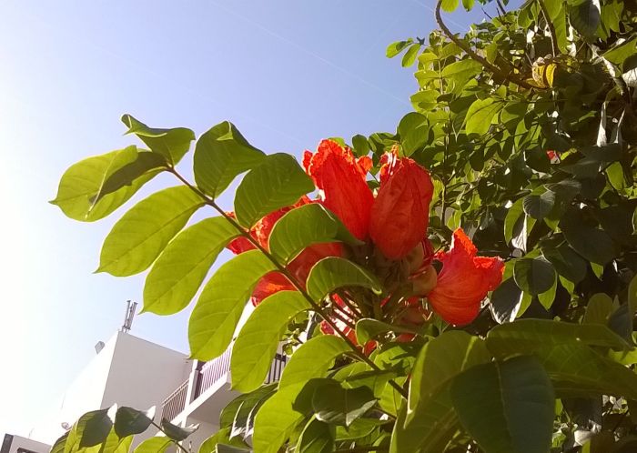 agadir_kwitnace_drzewo