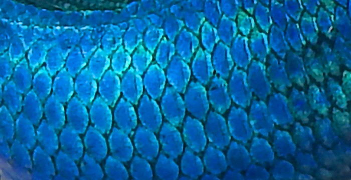 Betta_splendens.jpg
