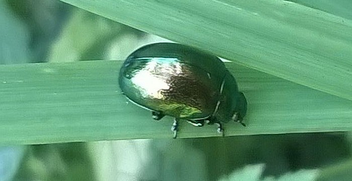 Chrysolina.jpg