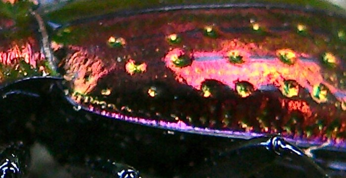 Chrysotribax.jpg