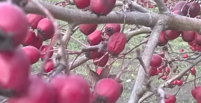 Crataegus_monogyna.jpg