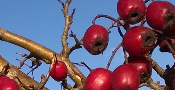 Crataegus_monogyna_2019.jpg
