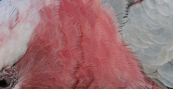 Eolophus_roseicapilla.jpg