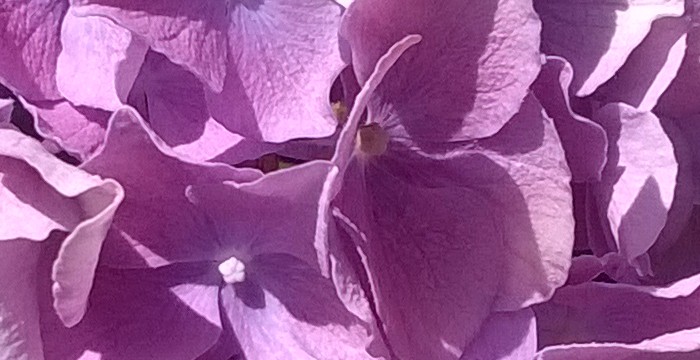Hydrangea_2019.jpg