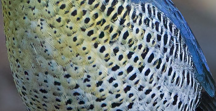 Hydrornis_cyaneus.jpg