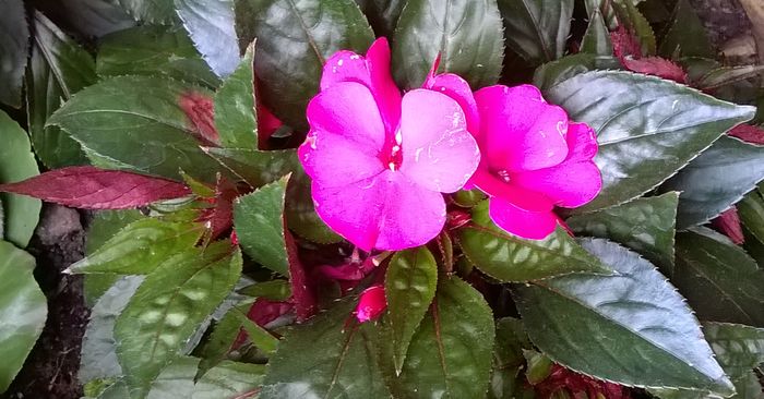 Impatiens.jpg
