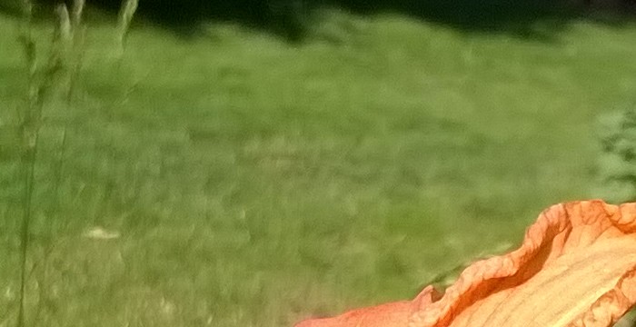Liliowiec_Hemerocallis.jpg