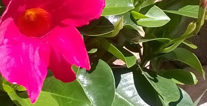 Mandevilla.jpg