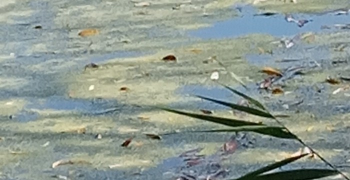 Narew1.jpg