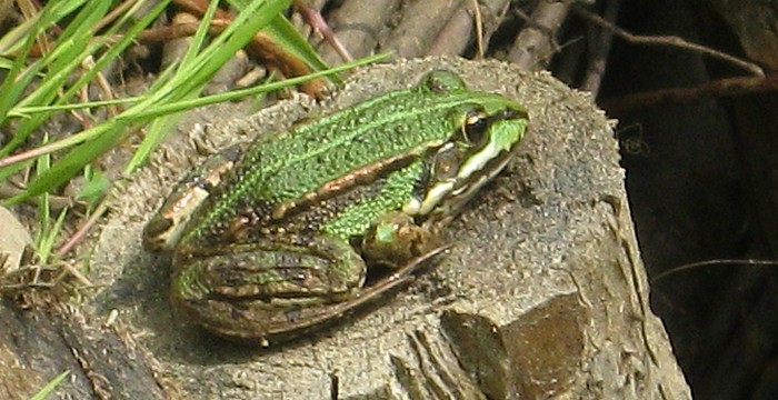 Pelophylax.jpg