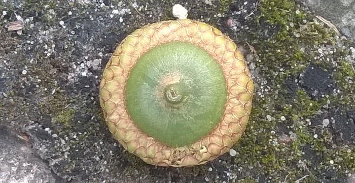 Quercus_rubra.jpg