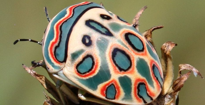 Sphaerocoris_annulus.jpg