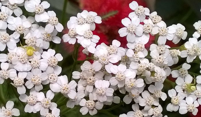 achillea.jpg