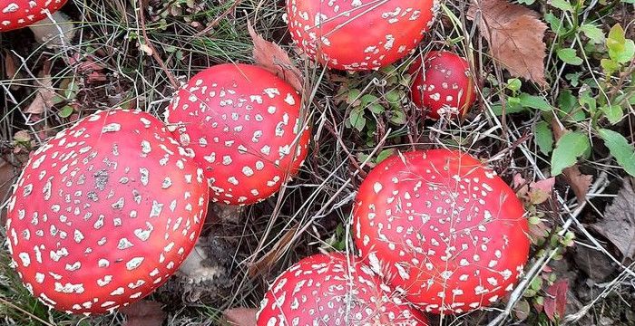 amanita_StMitura.jpg