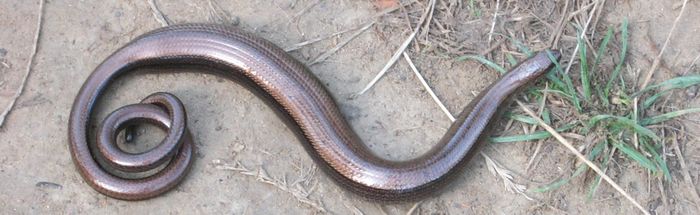 anguis.jpg