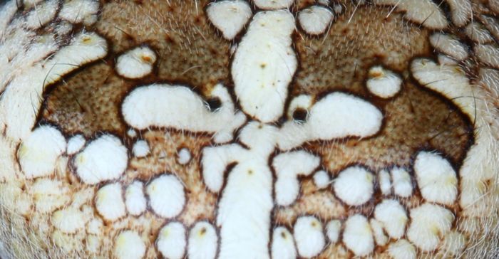 araneus.jpg