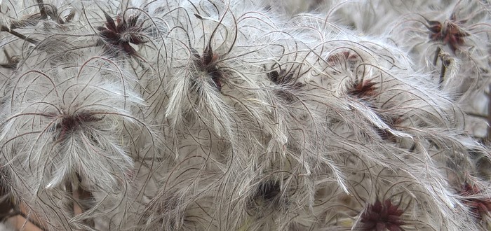 clematis.jpg