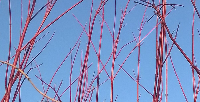 cornus_alba.jpg