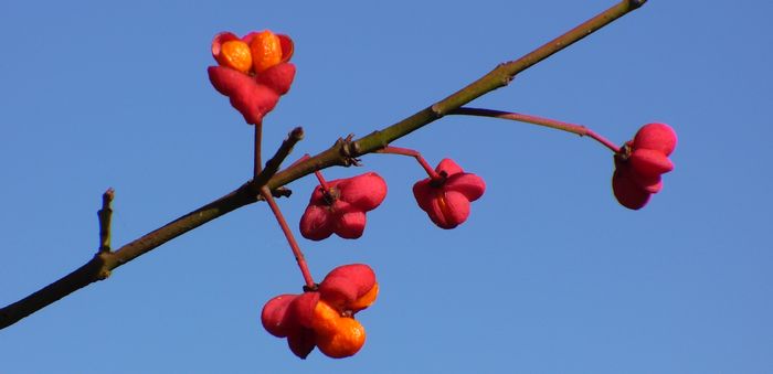euonymus_01.jpg