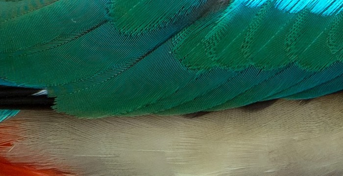 fairy_pitta.jpg
