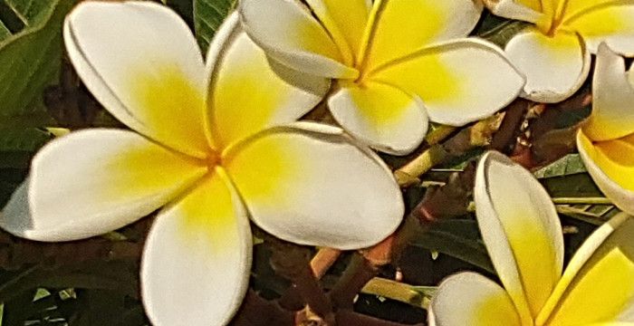flowers_10-2022.jpg