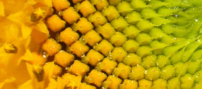 helianthus.jpg