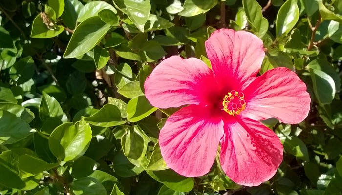 hibiskus.jpg
