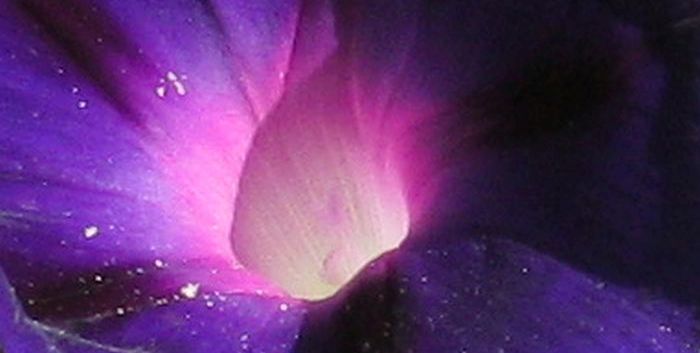 ipomea_Kreta_2012.jpg