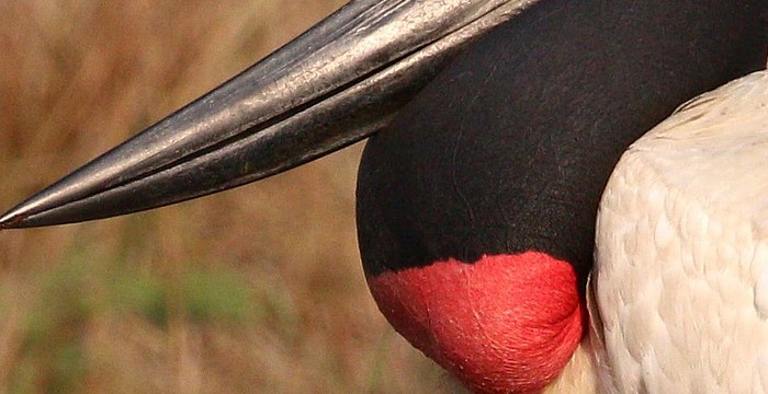 jabiru.jpg