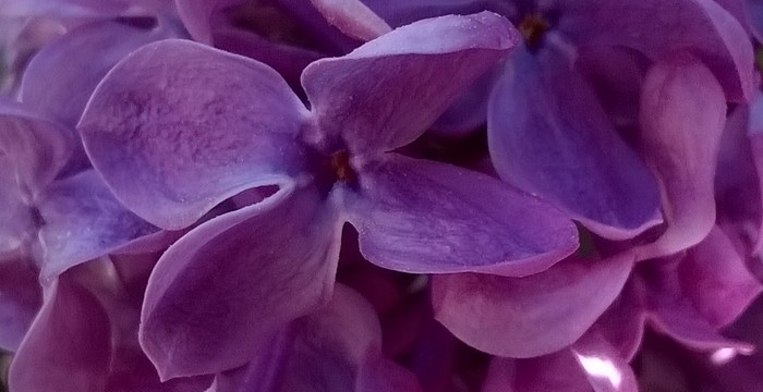 lilak_Syringa_vulgaris.jpg