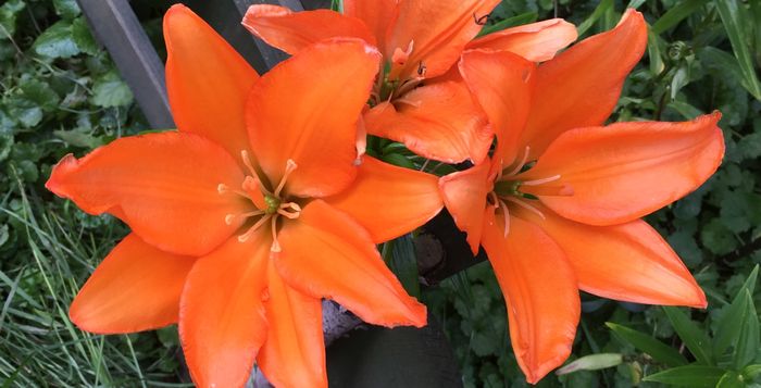 lilia_2017_orange.jpg