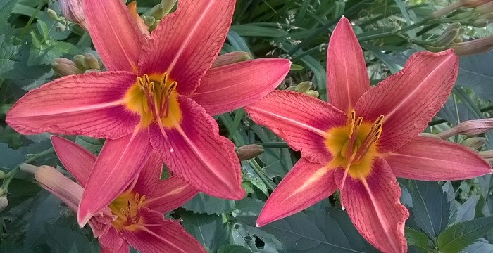 liliowiec_180618.jpg