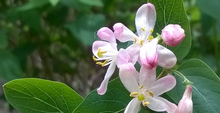 lonicera_2019.jpg