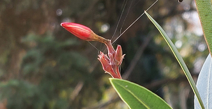 oleander_X22.jpg