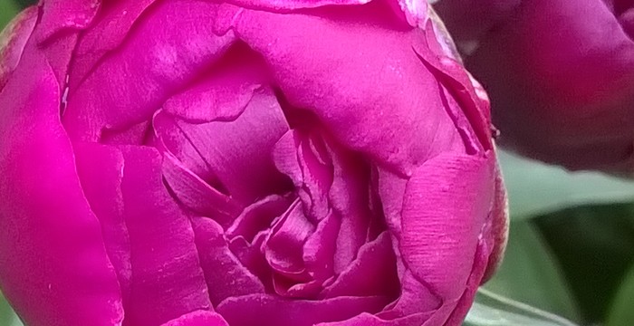 peonia_2018.jpg