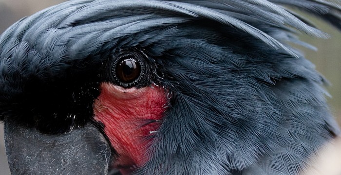 probosciger_aterrimus.jpg