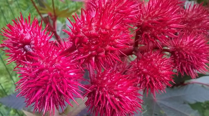 ricinus.jpg