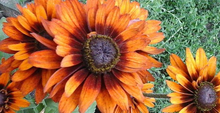 rudbekia_2018.jpg