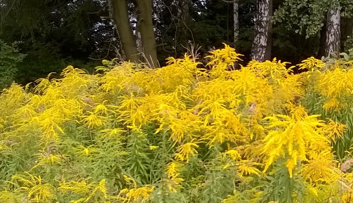 solidago.jpg