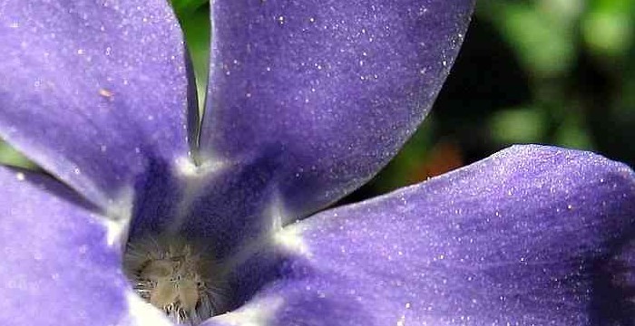 vinca.jpg