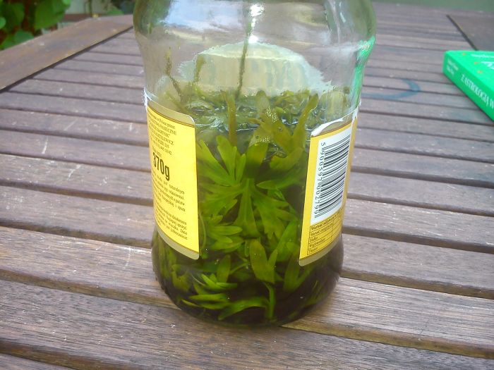 Artemisia absinthium