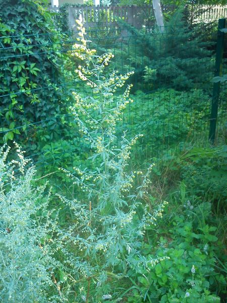 Artemisia absinthium